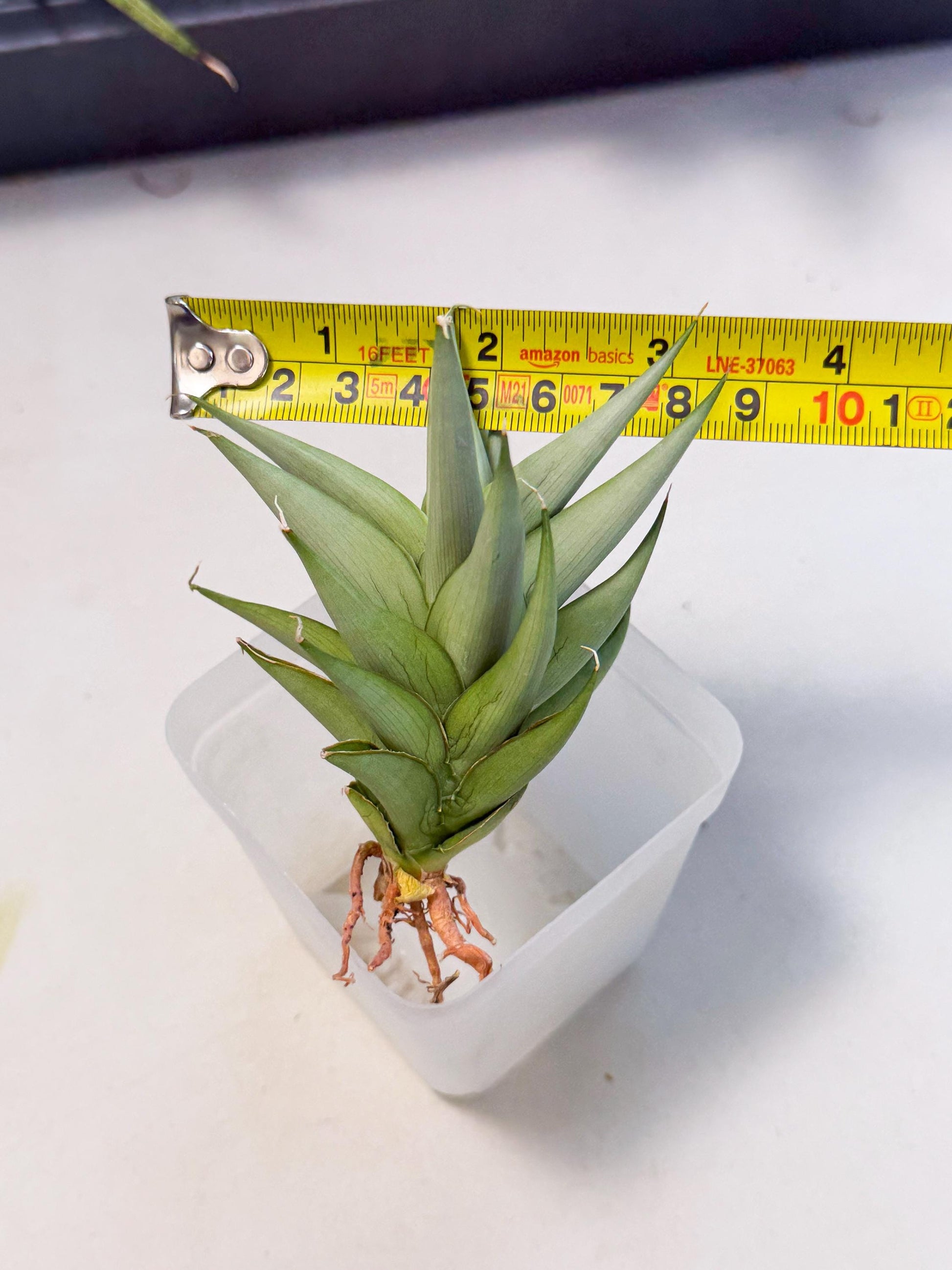 Sansevieria Helen (ca2) (4) | Rare Plant
