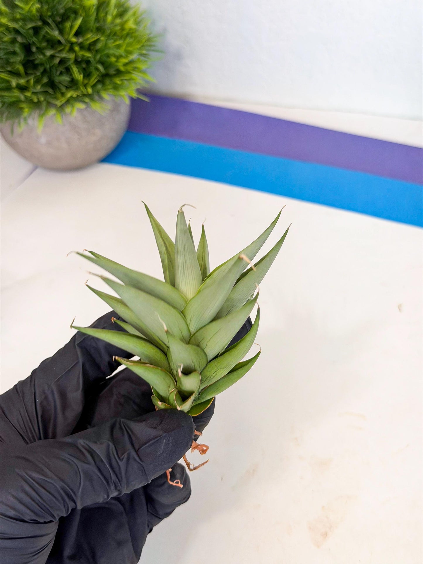 Sansevieria Helen (ca2) (4) | Rare Plant
