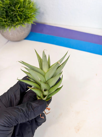 Sansevieria Helen (ca2) (4) | Rare Plant