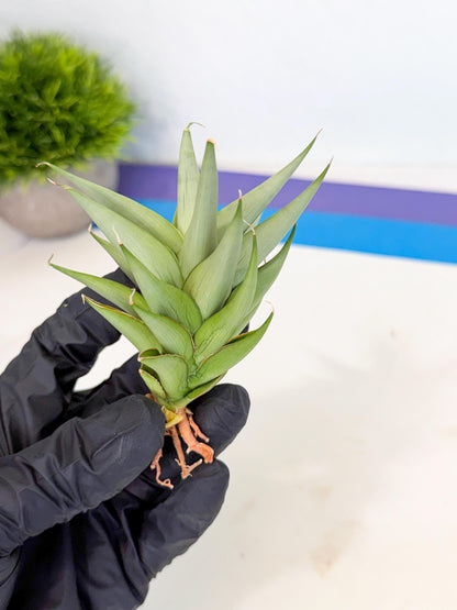 Sansevieria Helen (ca2) (4) | Rare Plant