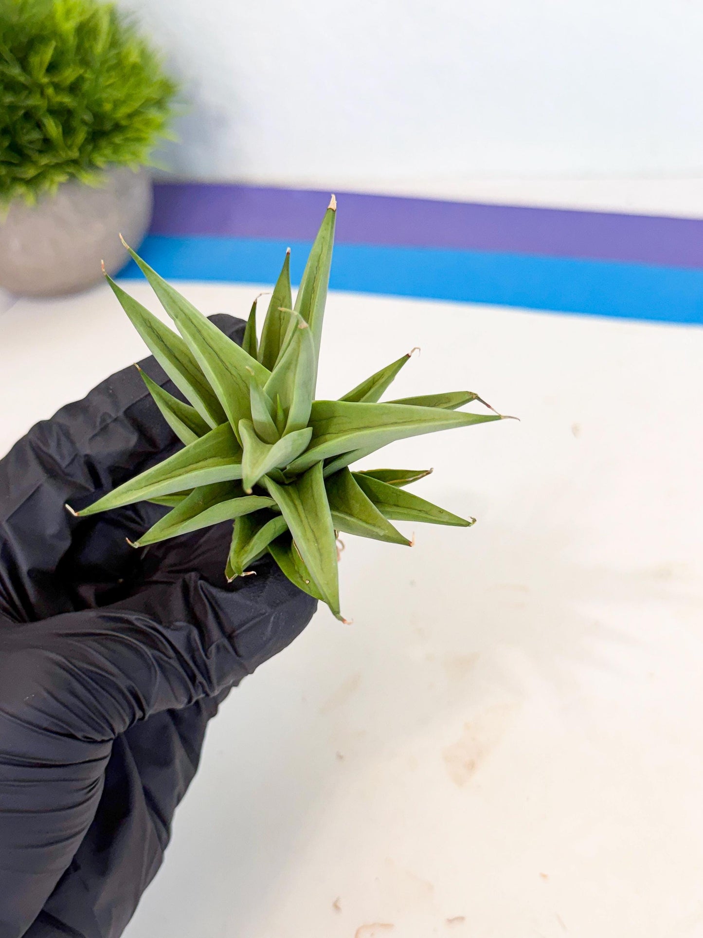 Sansevieria Helen (ca2) (4) | Rare Plant
