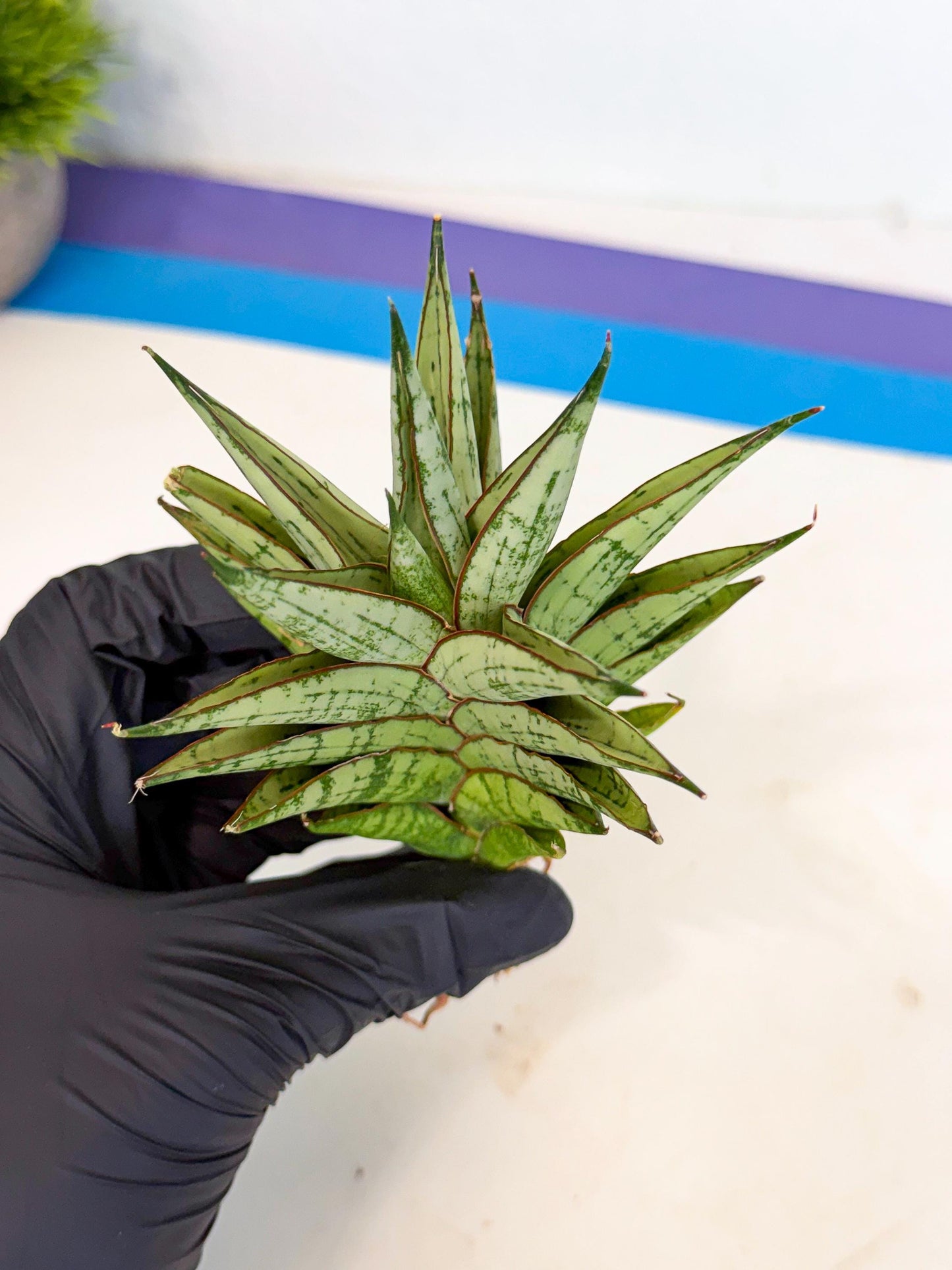 Sansevieria Peridot (ca2) (6) | Imported Sansevieria
