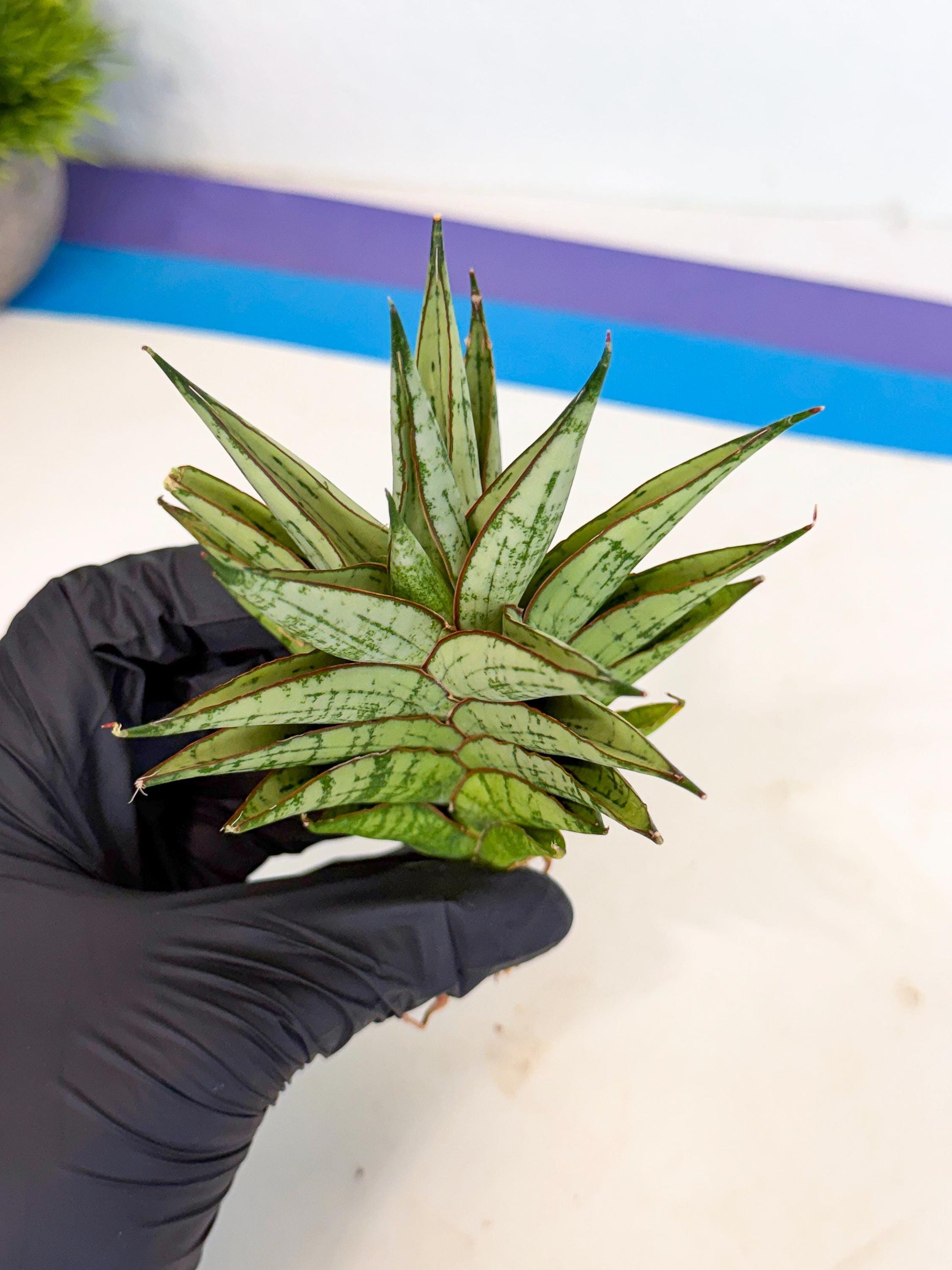 Sansevieria Peridot (ca2) (6) | Imported Sansevieria