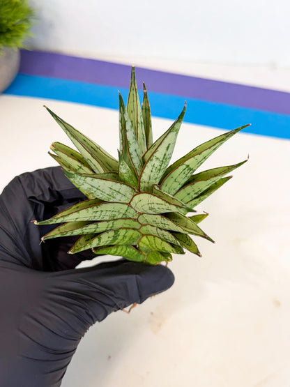 Sansevieria Peridot (ca2) (6) | Imported Sansevieria