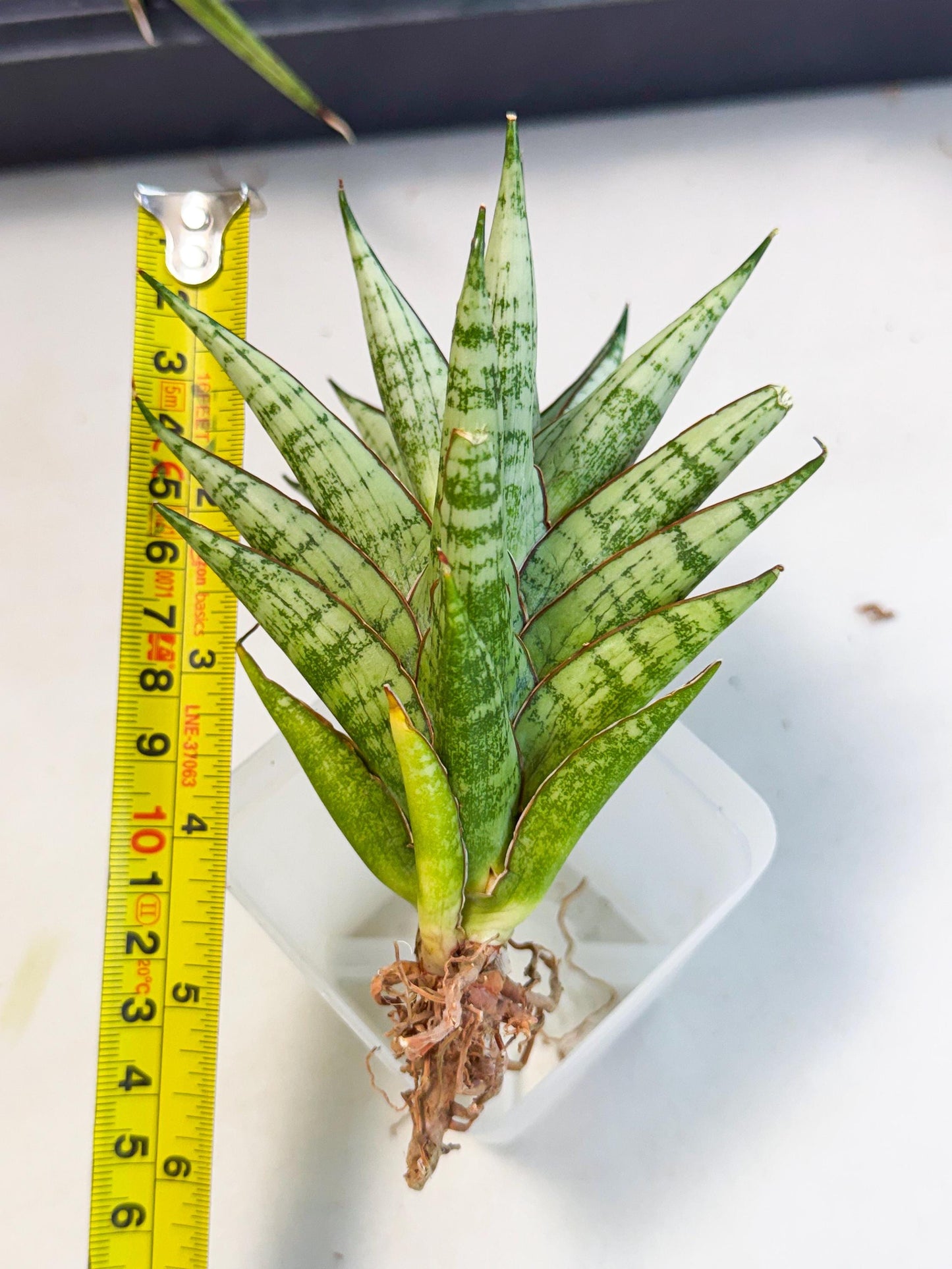 Sansevieria Peridot (ca2) (6) | Imported Sansevieria