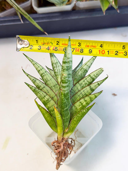 Sansevieria Peridot (ca2) (6) | Imported Sansevieria
