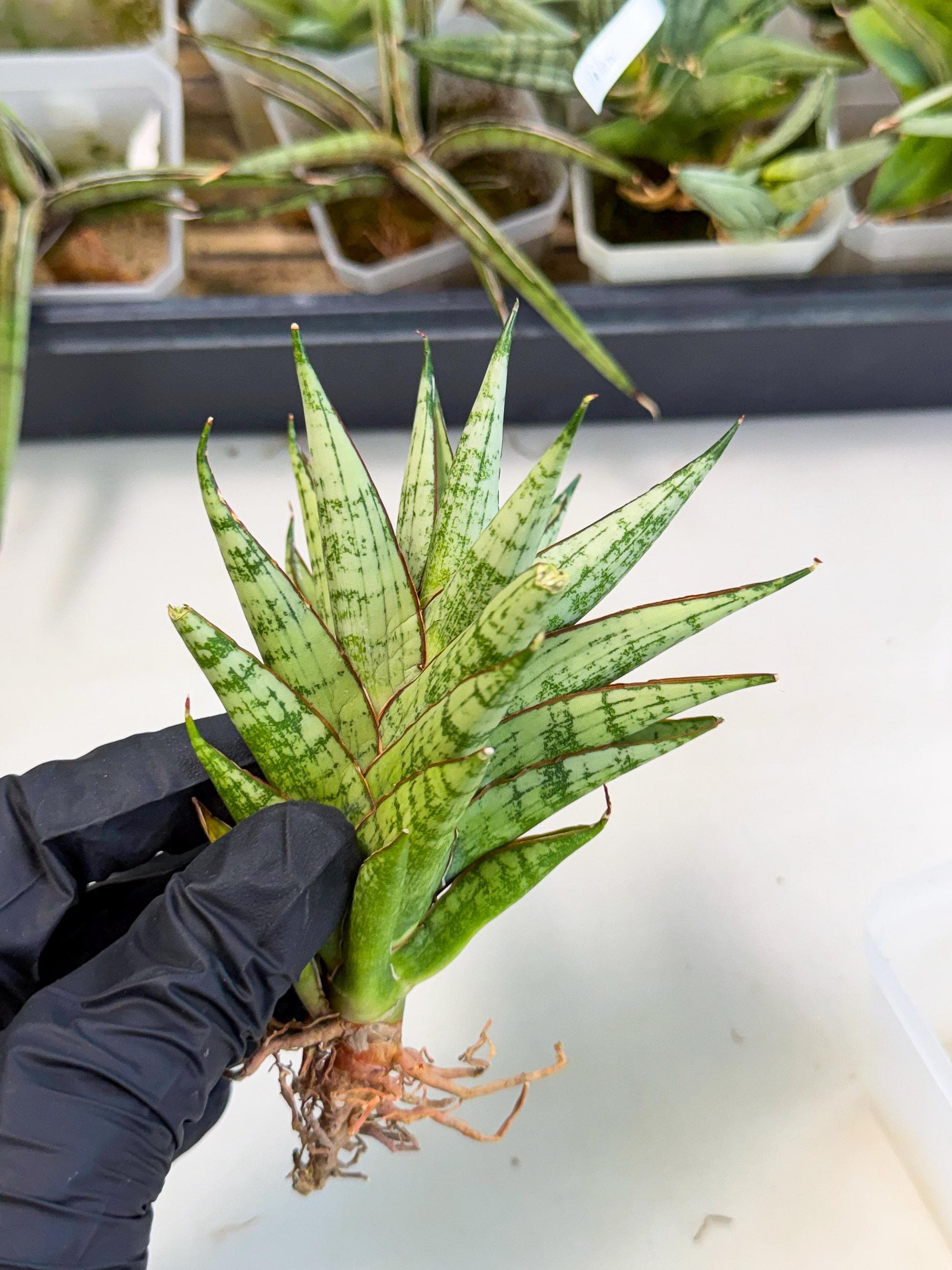 Sansevieria Peridot (ca2) (6) | Imported Sansevieria