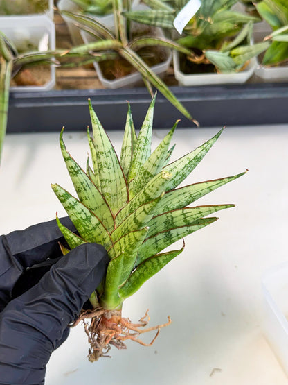 Sansevieria Peridot (ca2) (6) | Imported Sansevieria