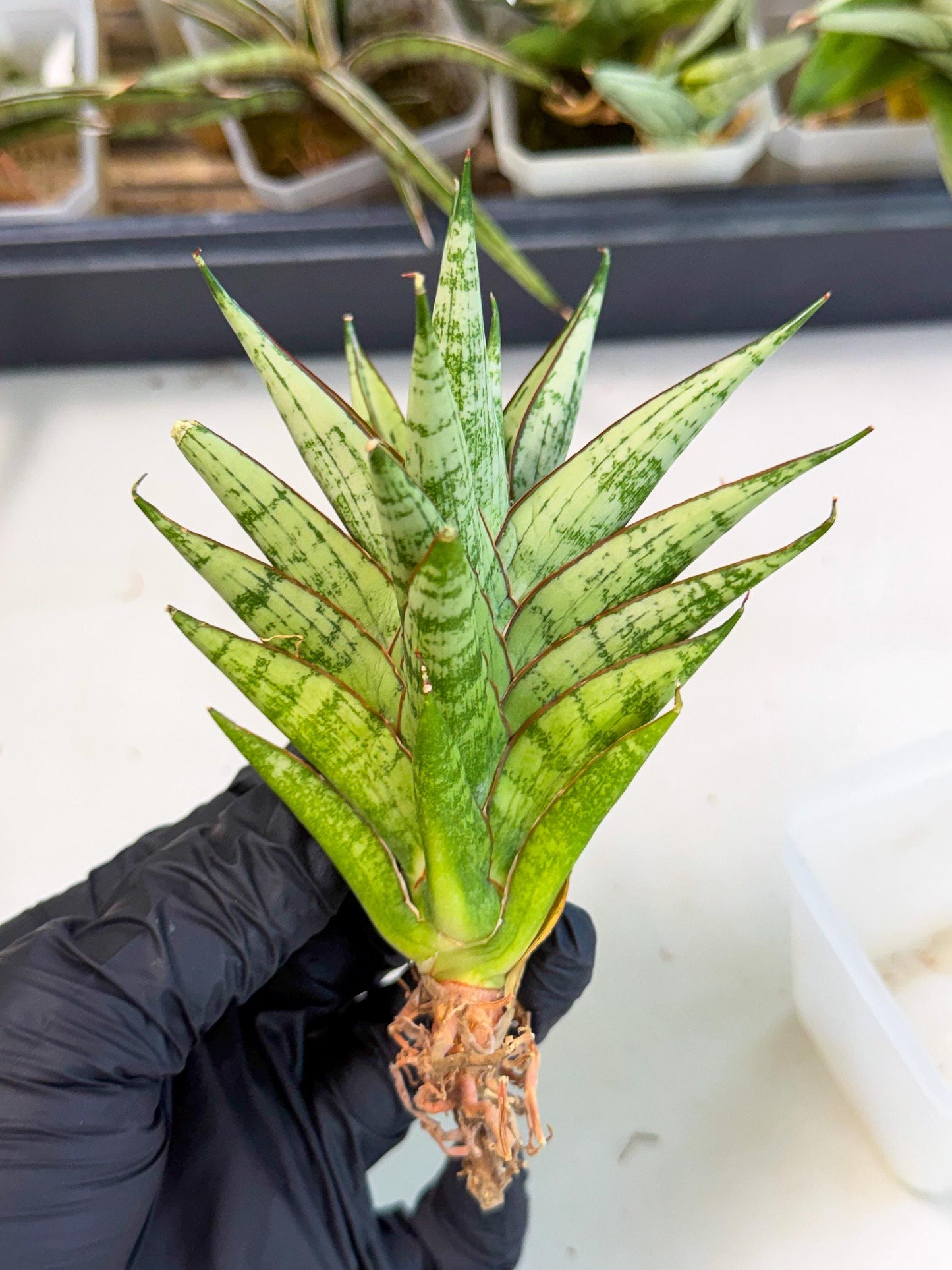 Sansevieria Peridot (ca2) (6) | Imported Sansevieria