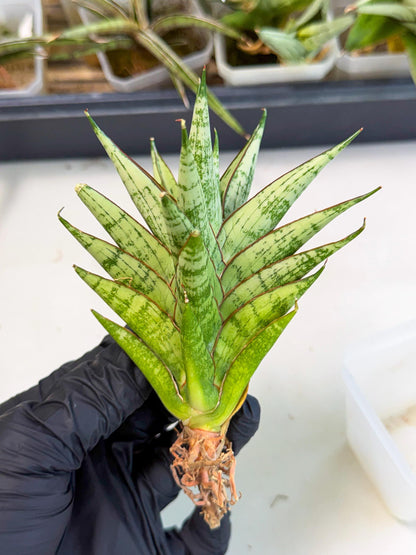 Sansevieria Peridot (ca2) (6) | Imported Sansevieria