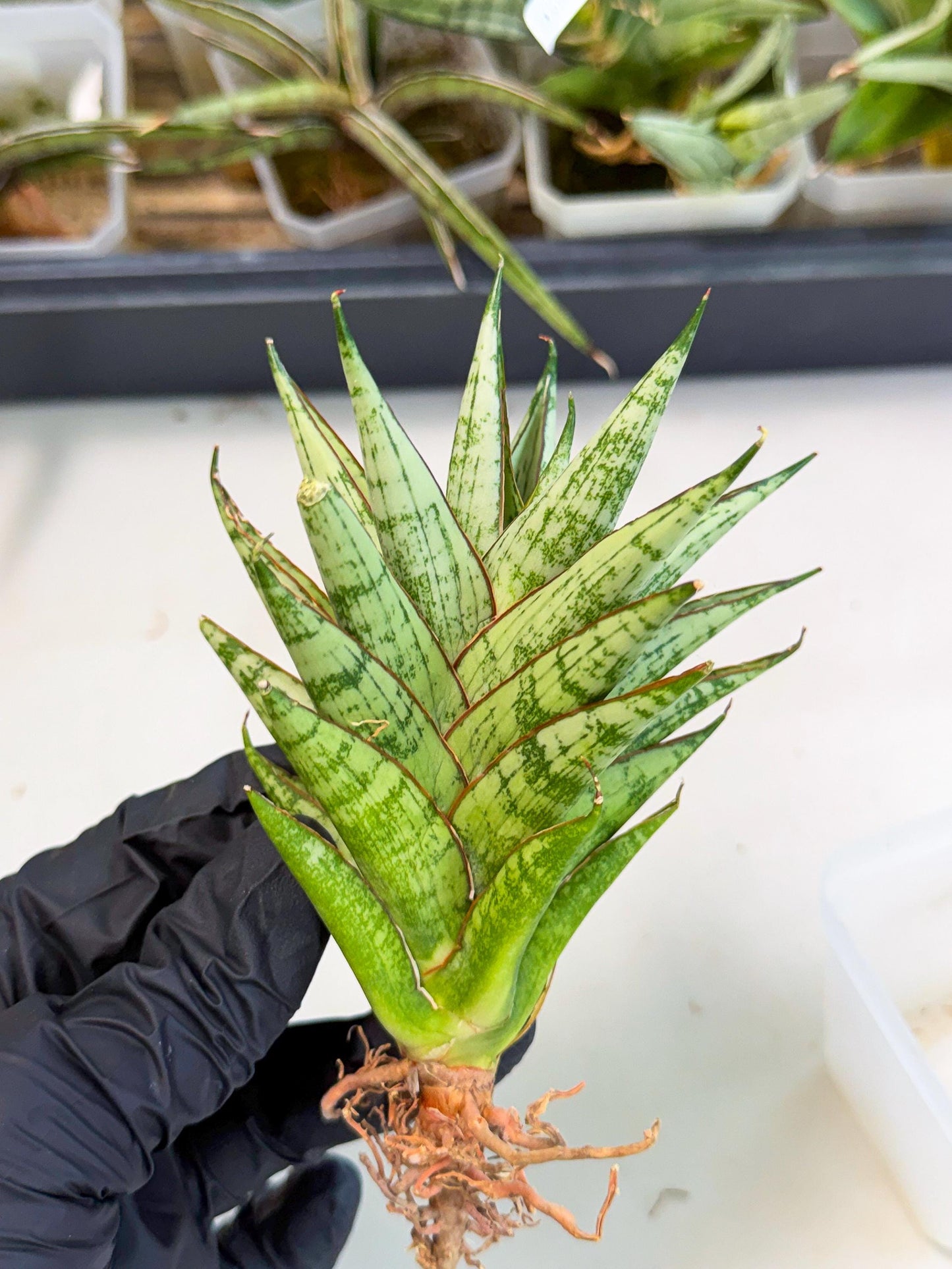 Sansevieria Peridot (ca2) (6) | Imported Sansevieria