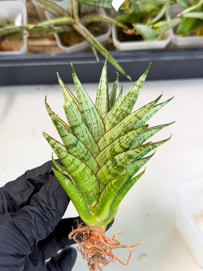 Sansevieria Peridot (ca2) (6) | Imported Sansevieria