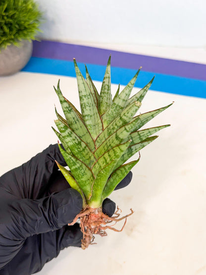 Sansevieria Peridot (ca2) (6) | Imported Sansevieria