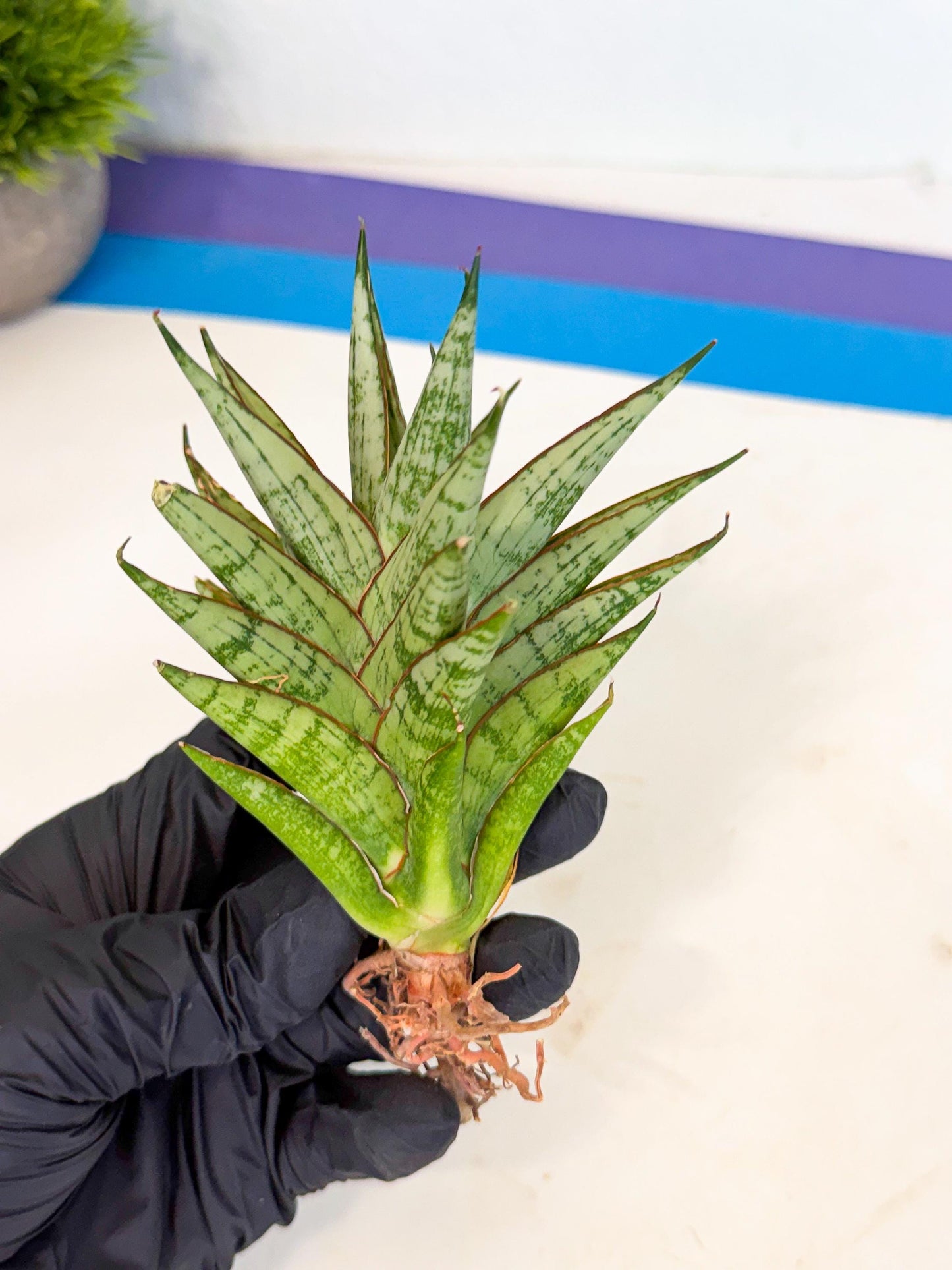Sansevieria Peridot (ca2) (6) | Imported Sansevieria