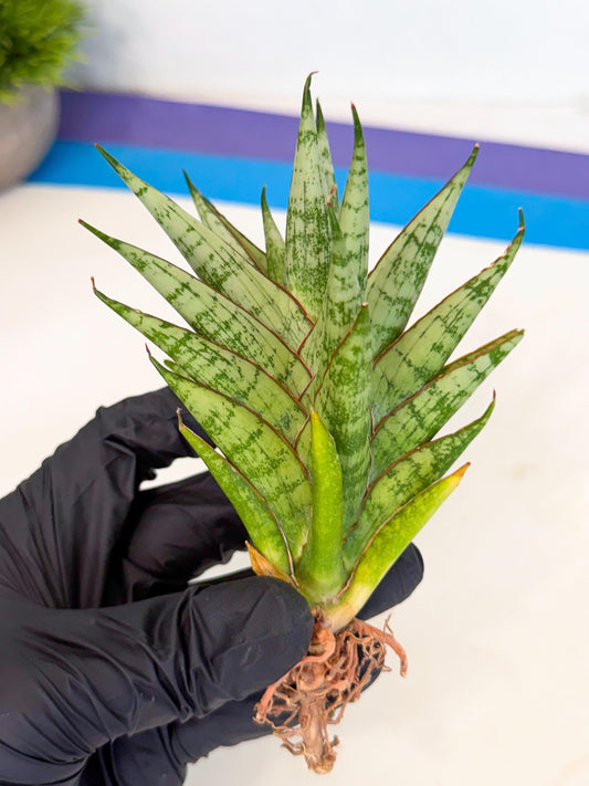 Sansevieria Peridot (ca2) (6) | Imported Sansevieria