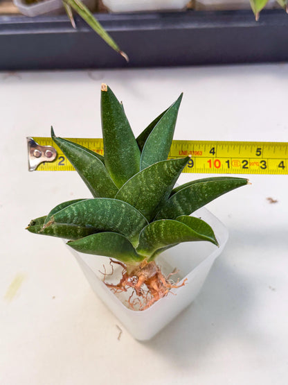 Sansevieria Black Swan Uny (ca2) (7) | Imported Sansevieria