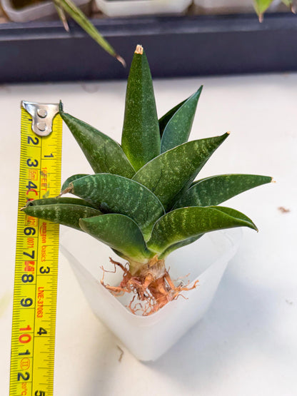 Sansevieria Black Swan Uny (ca2) (7) | Imported Sansevieria