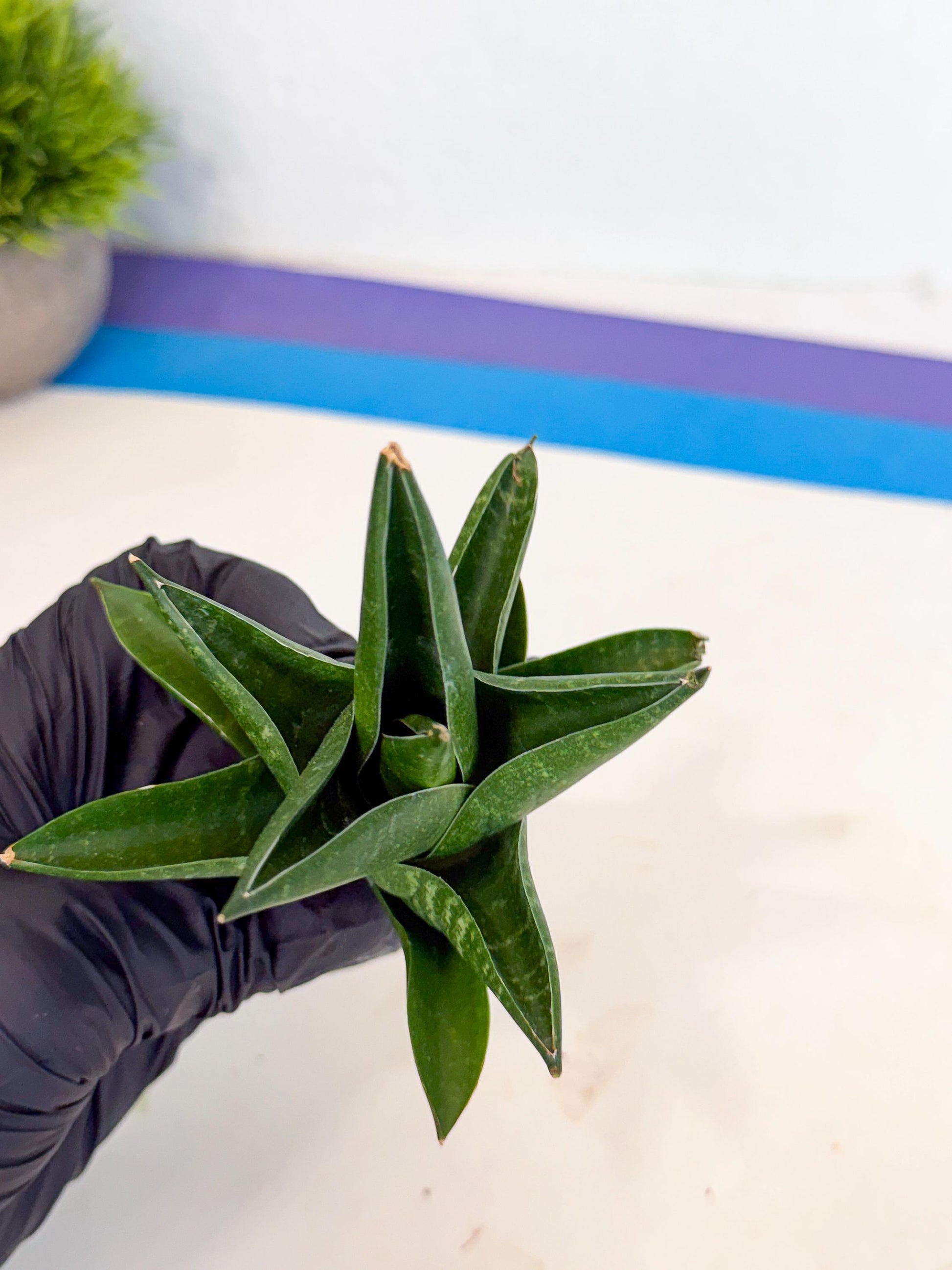 Sansevieria Black Swan Uny (ca2) (7) | Imported Sansevieria