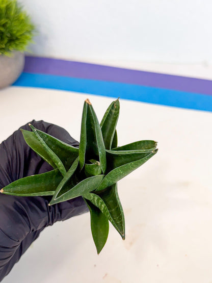 Sansevieria Black Swan Uny (ca2) (7) | Imported Sansevieria