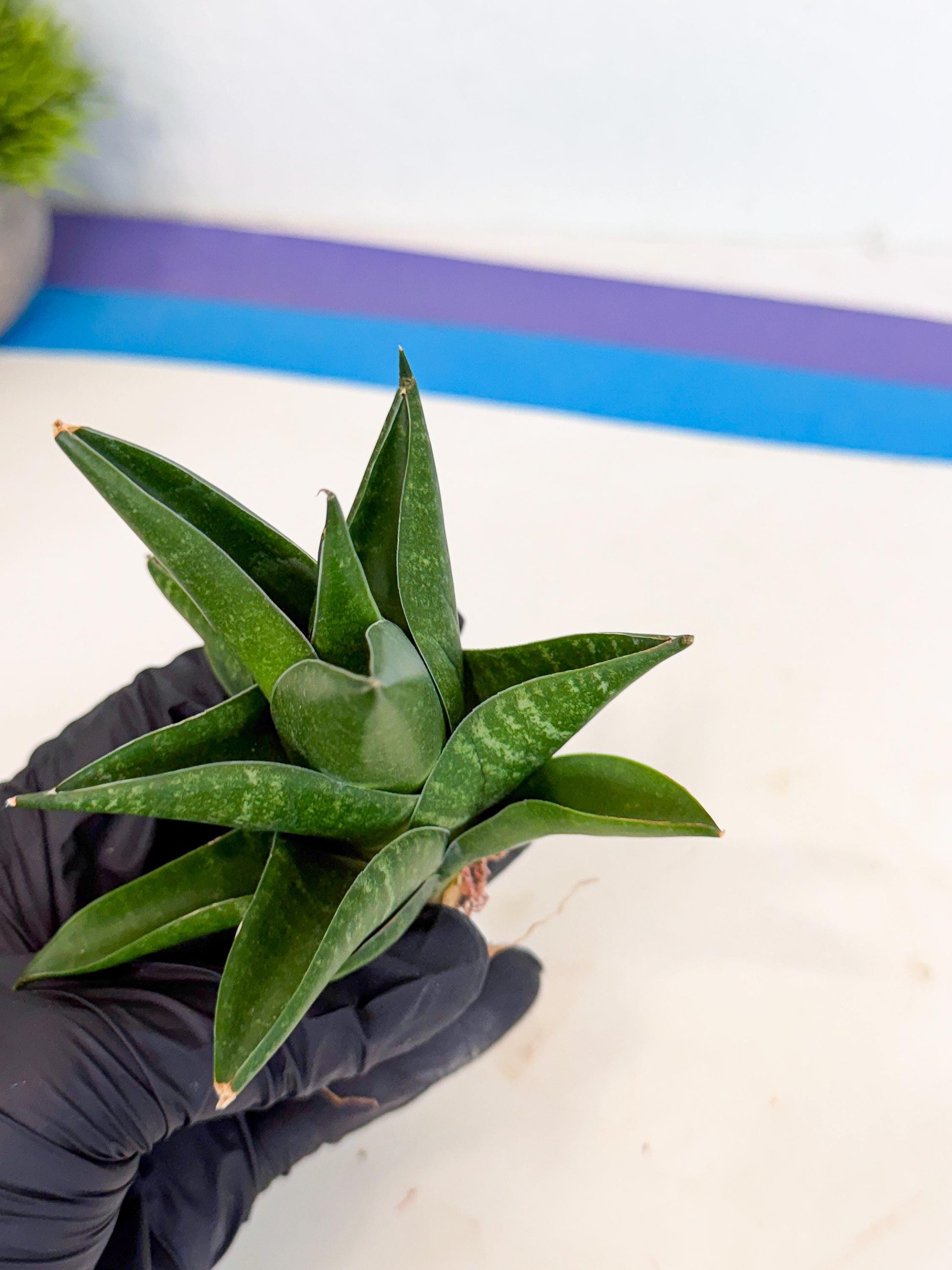 Sansevieria Black Swan Uny (ca2) (7) | Imported Sansevieria
