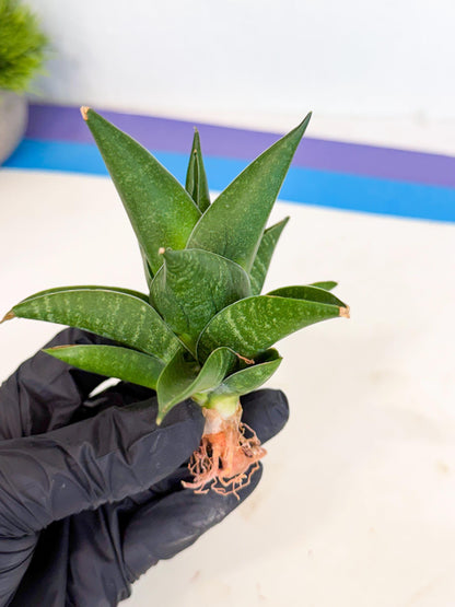 Sansevieria Black Swan Uny (ca2) (7) | Imported Sansevieria