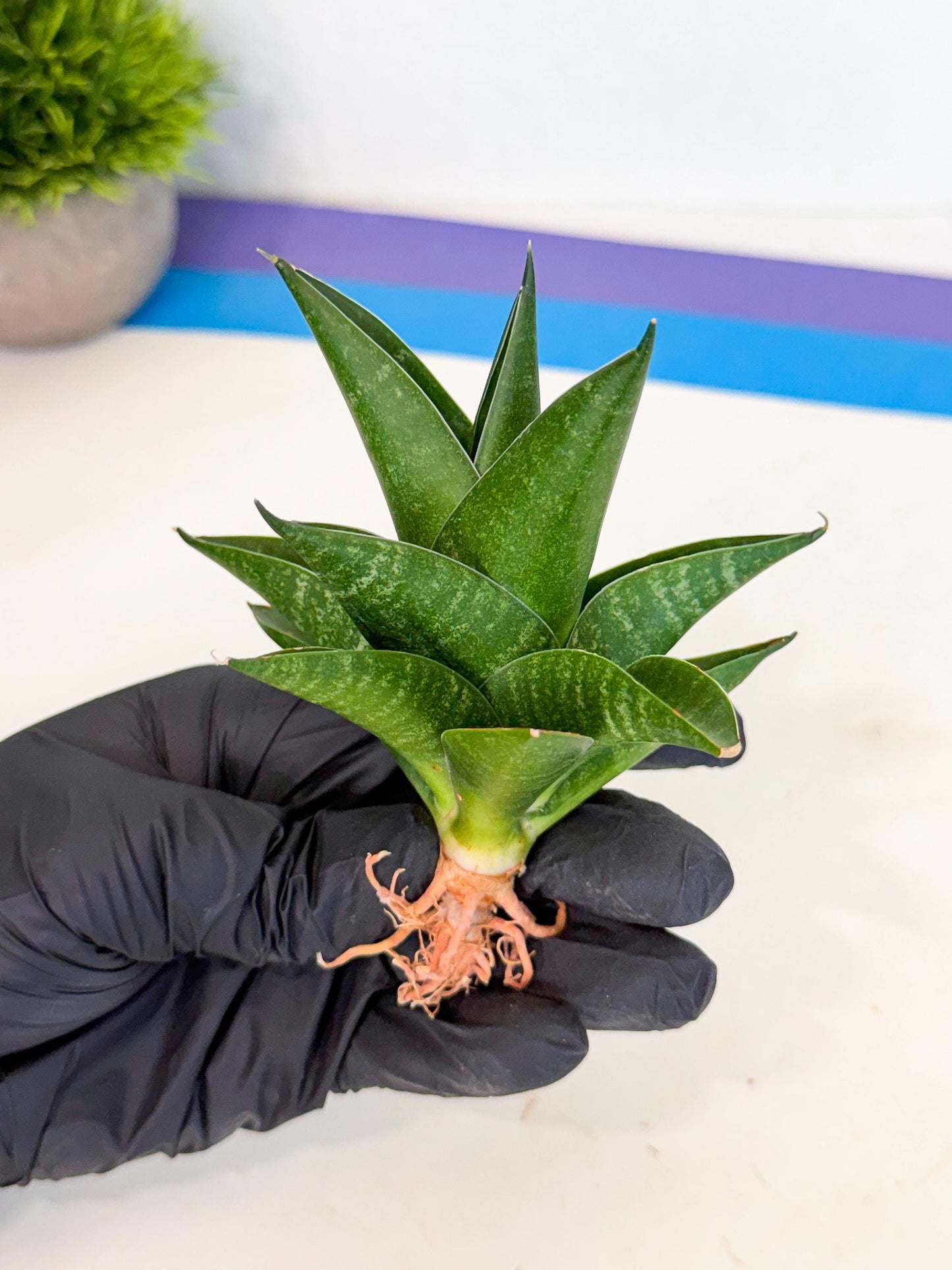 Sansevieria Black Swan Uny (ca2) (8) | Imported Sansevieria