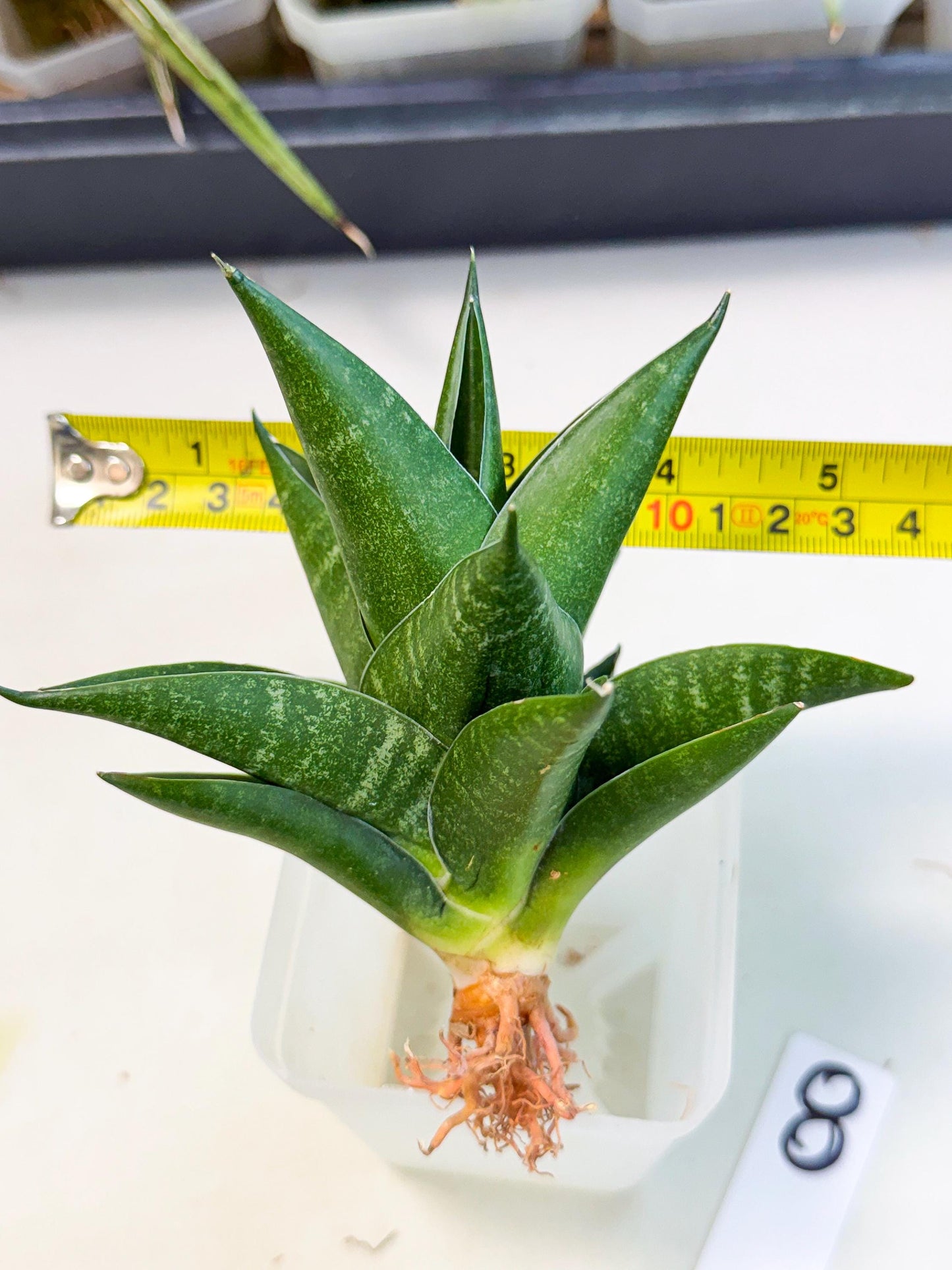 Sansevieria Black Swan Uny (ca2) (8) | Imported Sansevieria