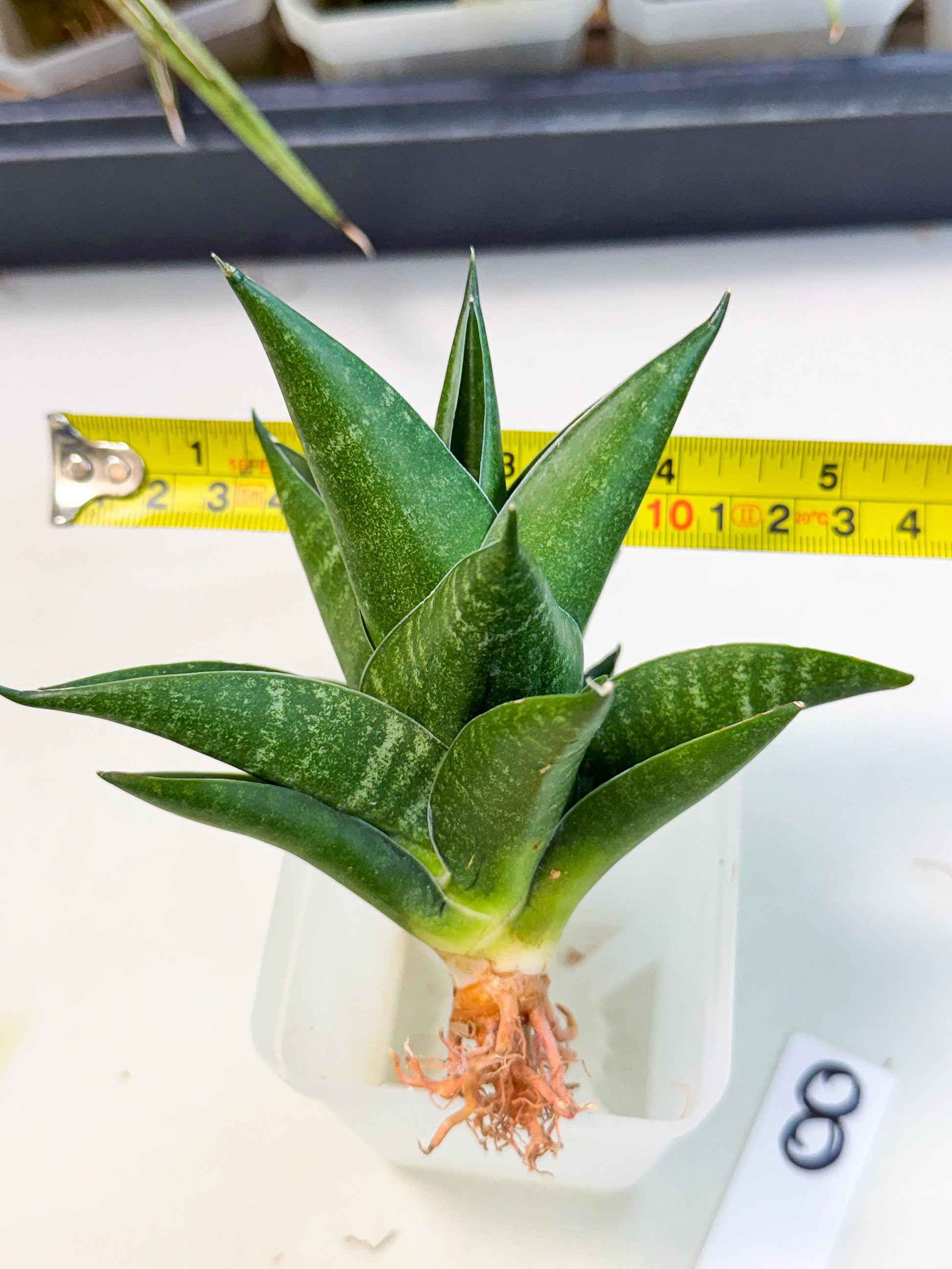 Sansevieria Black Swan Uny (ca2) (8) | Imported Sansevieria