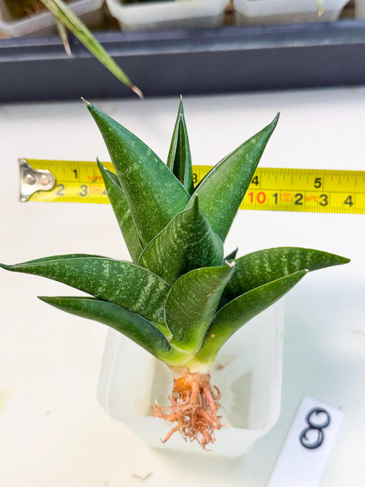 Sansevieria Black Swan Uny (ca2) (8) | Imported Sansevieria