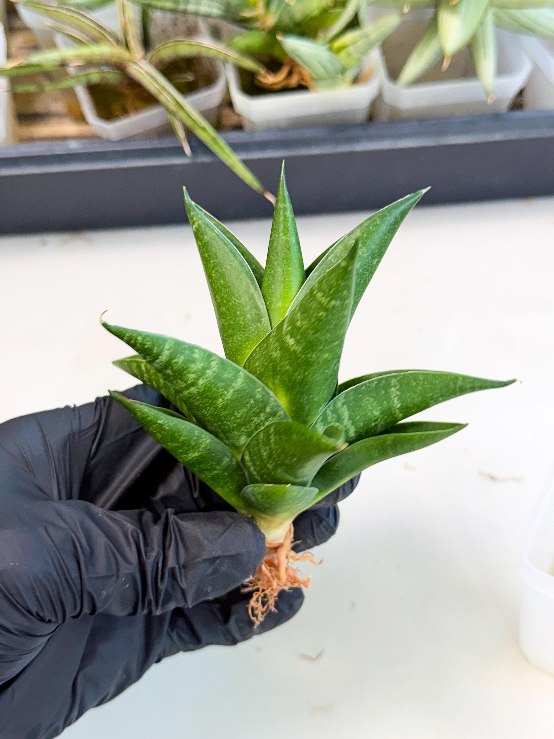 Sansevieria Black Swan Uny (ca2) (8) | Imported Sansevieria