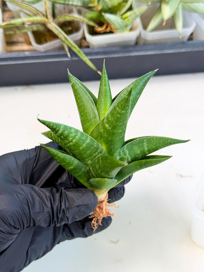 Sansevieria Black Swan Uny (ca2) (8) | Imported Sansevieria