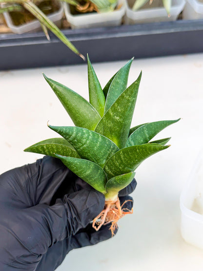 Sansevieria Black Swan Uny (ca2) (8) | Imported Sansevieria