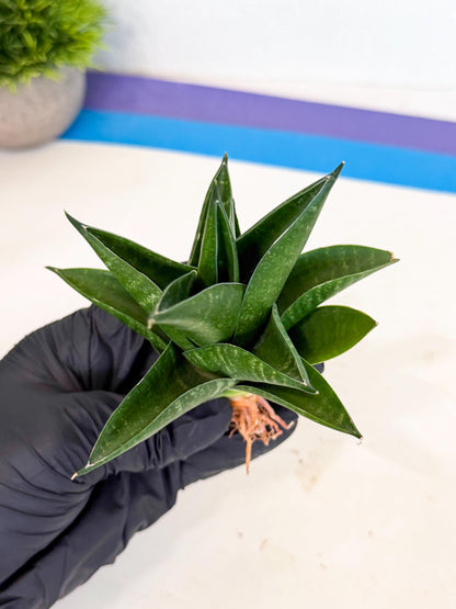 Sansevieria Black Swan Uny (ca2) (8) | Imported Sansevieria