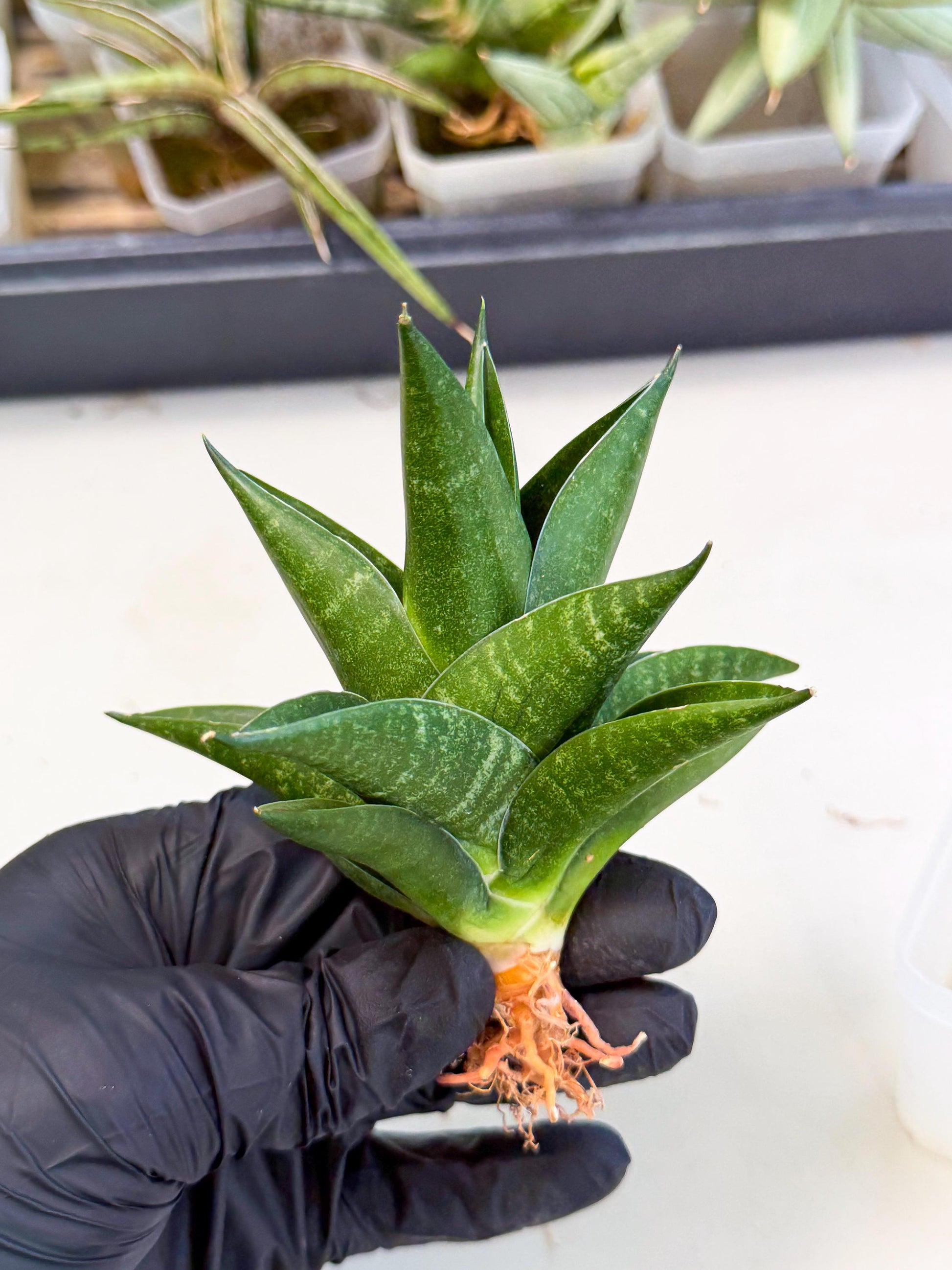 Sansevieria Black Swan Uny (ca2) (8) | Imported Sansevieria