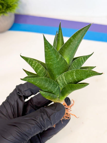 Sansevieria Black Swan Uny (ca2) (8) | Imported Sansevieria