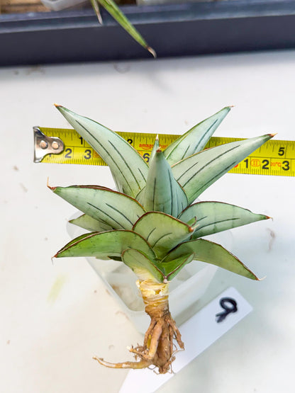 Sansevieria Ice Thorn (ca2) (9) | Rare Import