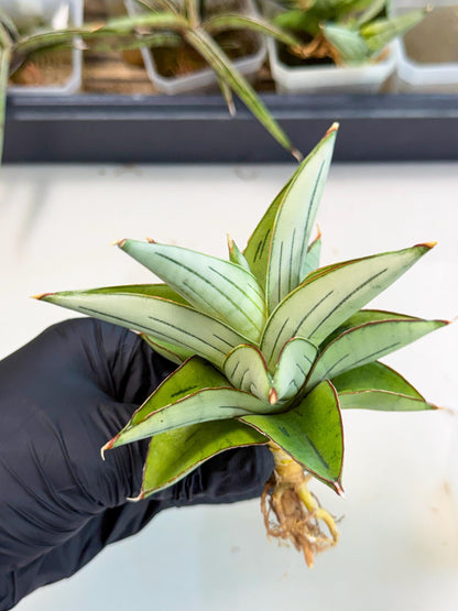 Sansevieria Ice Thorn (ca2) (9) | Rare Import