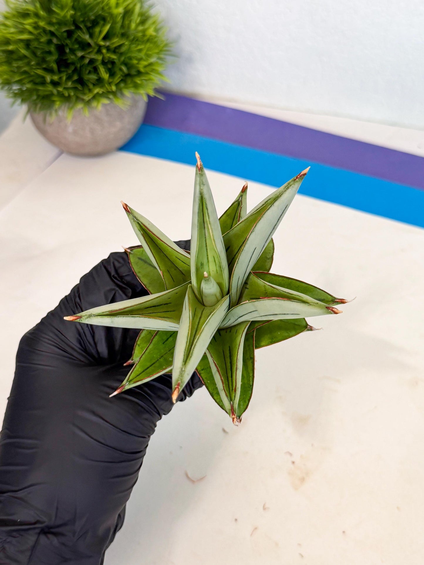 Sansevieria Ice Thorn (ca2) (9) | Rare Import