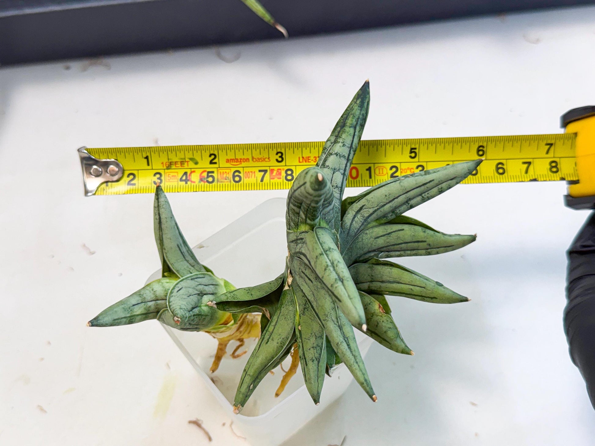 Sansevieria Melon (ca2) (10) | Rare Hybrids