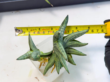 Sansevieria Melon (ca2) (10) | Rare Hybrids