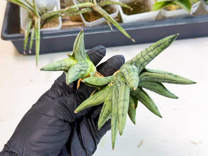 Sansevieria Melon (ca2) (10) | Rare Hybrids