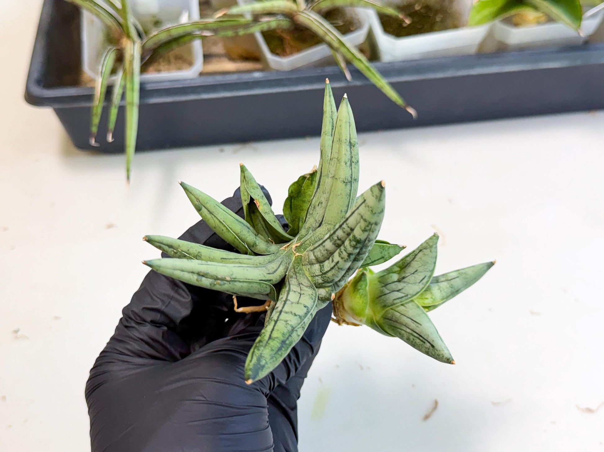 Sansevieria Melon (ca2) (10) | Rare Hybrids