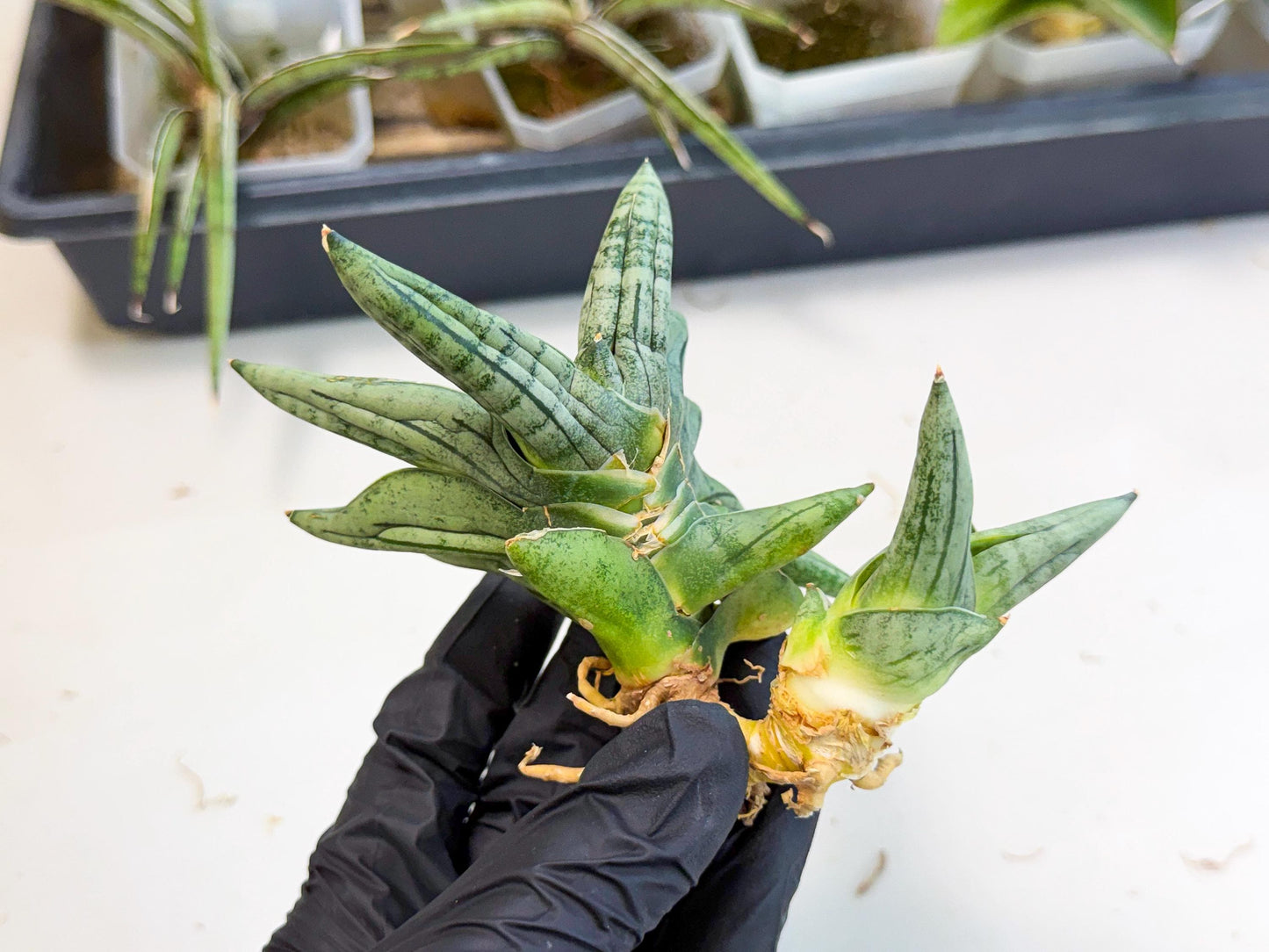Sansevieria Melon (ca2) (10) | Rare Hybrids