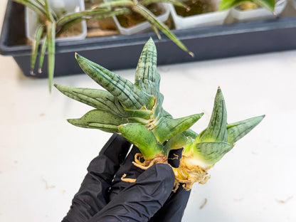 Sansevieria Melon (ca2) (10) | Rare Hybrids