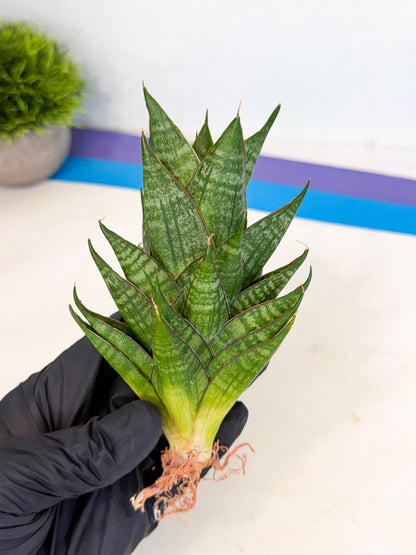 Sansevieria Dragon Scale (ca3) (o) | Rare Imported