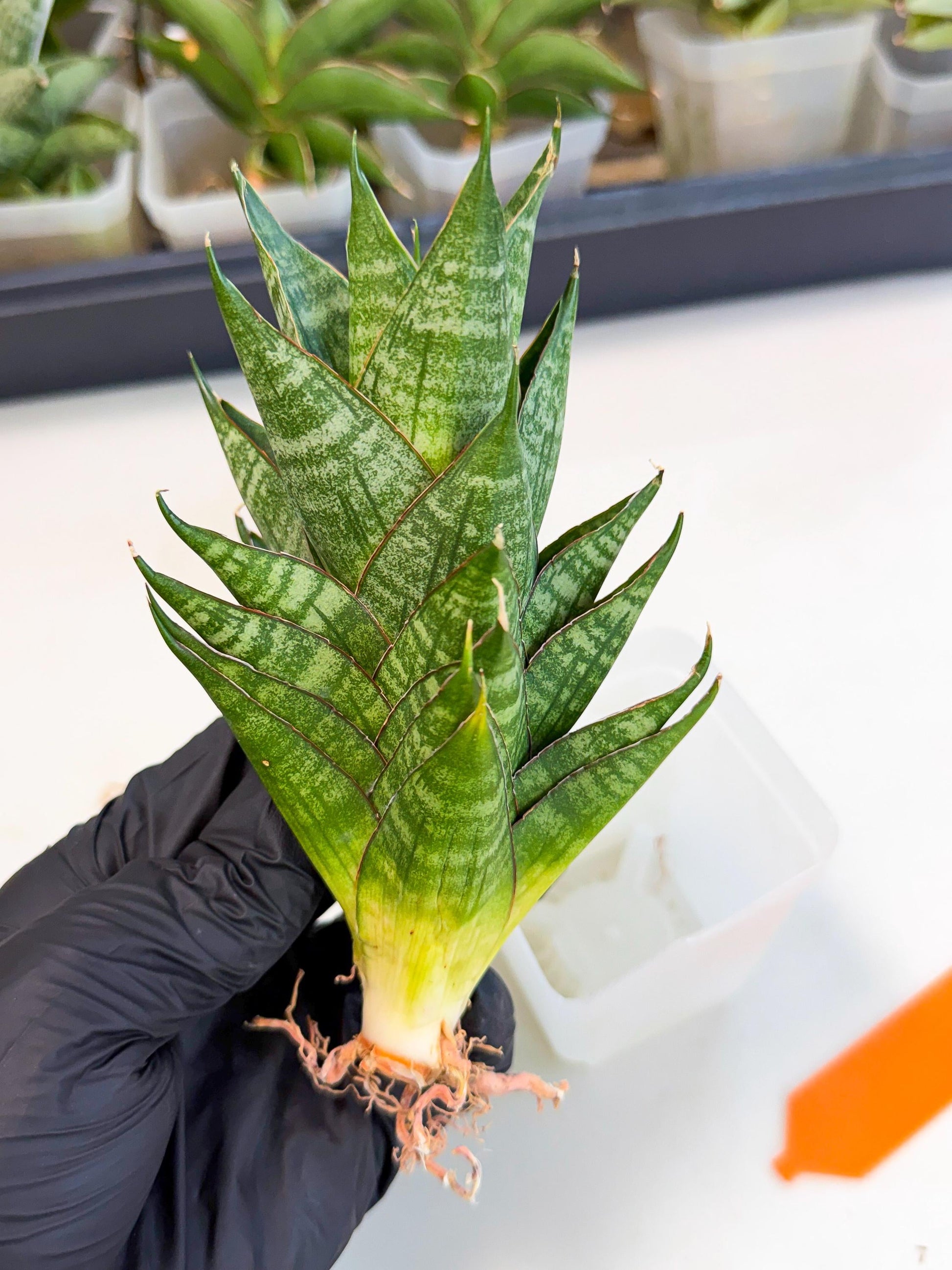 Sansevieria Dragon Scale (ca3) (o) | Rare Imported