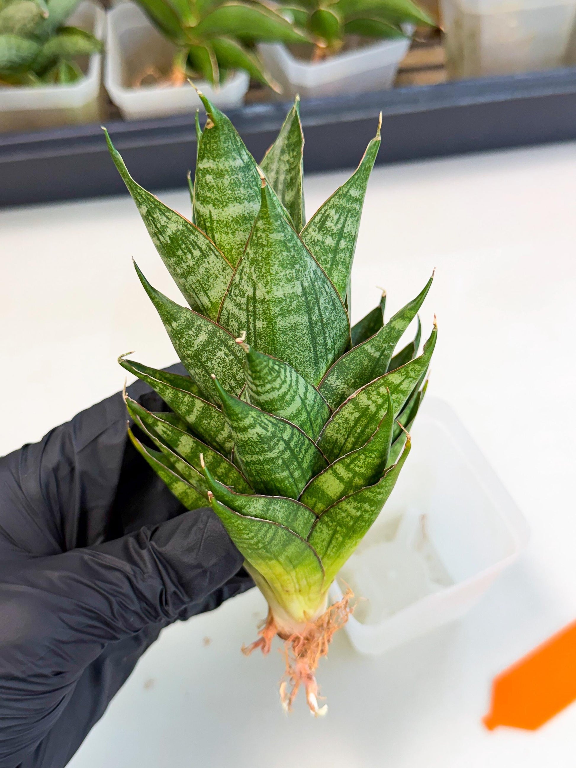 Sansevieria Dragon Scale (ca3) (o) | Rare Imported