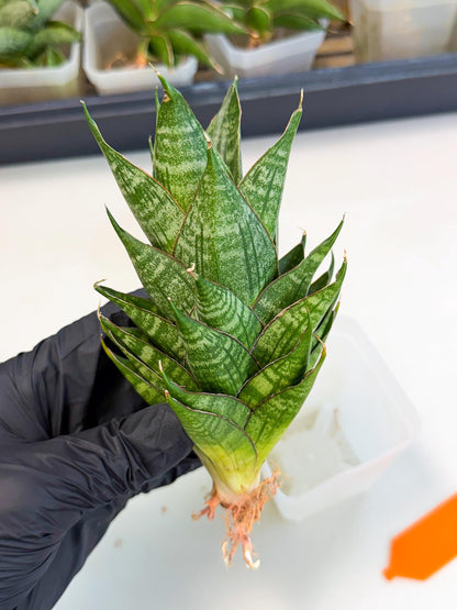 Sansevieria Dragon Scale (ca3) (o) | Rare Imported