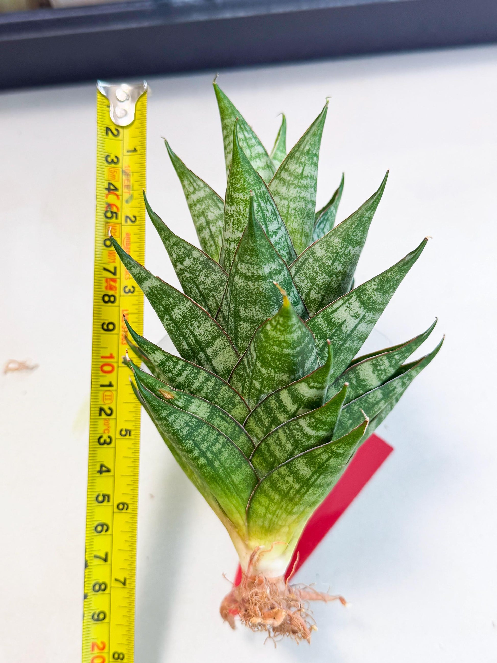 Sansevieria Dragon Scale (ca3) (r) | Rare Imported