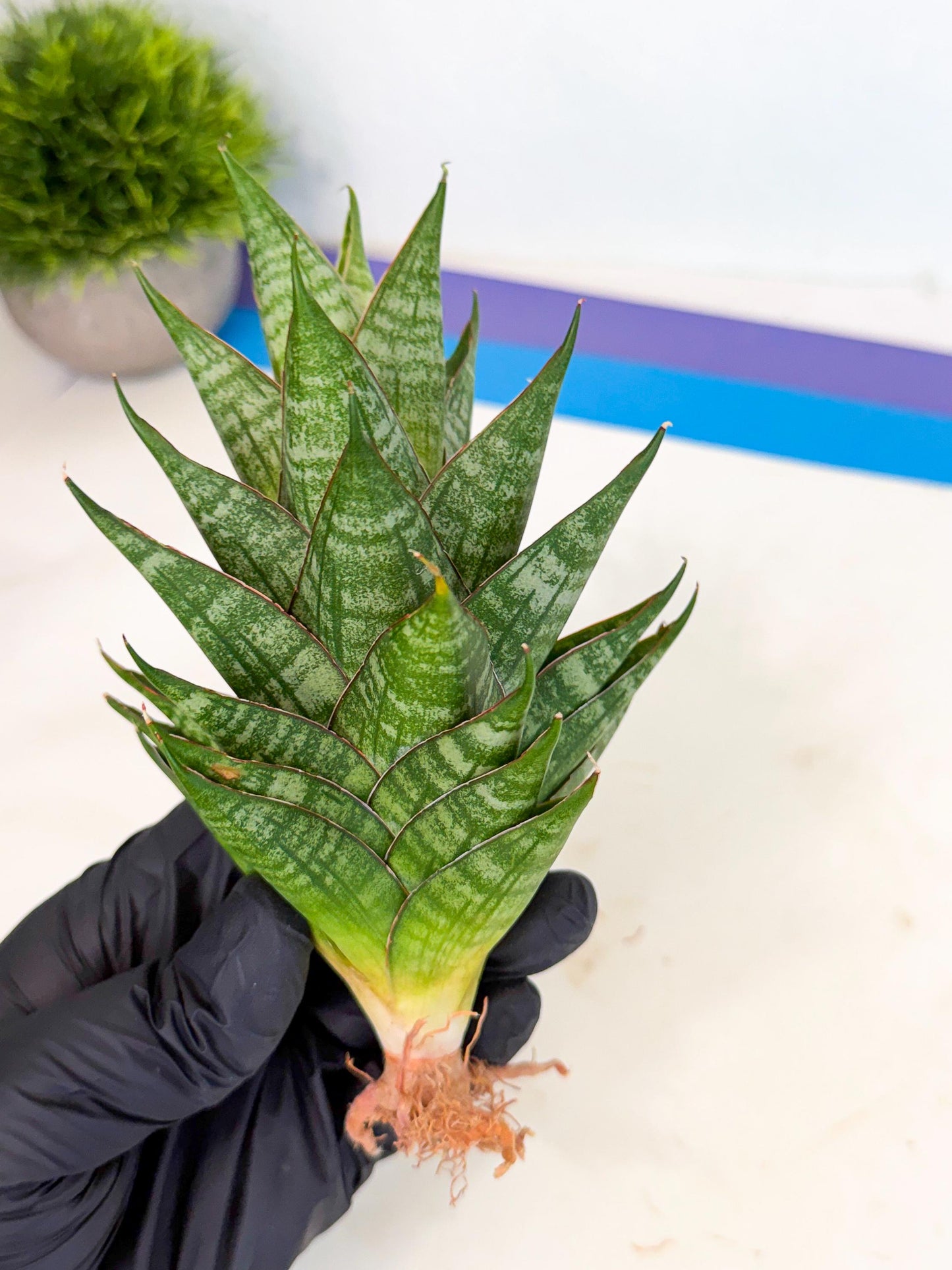 Sansevieria Dragon Scale (ca3) (r) | Rare Imported